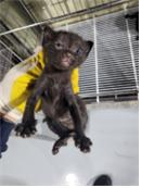 [고양이] 한국 고양이 부산-사상-2025-00083 유기동물 배경 이미지 입니다.